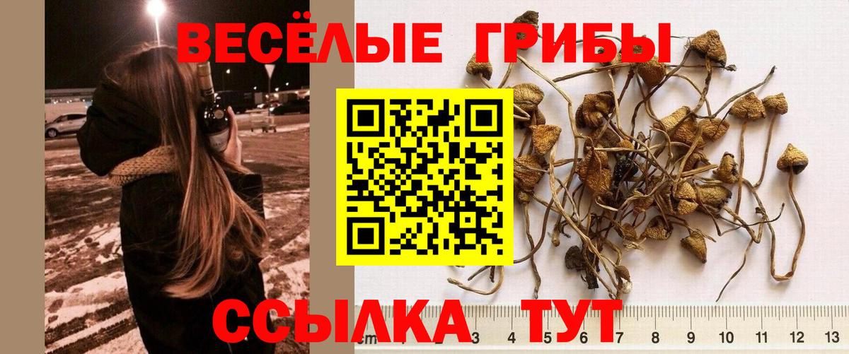 Можайск  Псилоцибиновые грибы Psilocybine cubensis  Вход с VPN  Галлюциногенные грибы Cubensis 